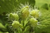 Chelidonium majus