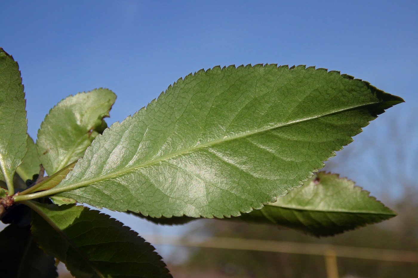 Image of Chaenomeles japonica specimen.