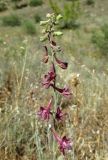 Delphinium puniceum