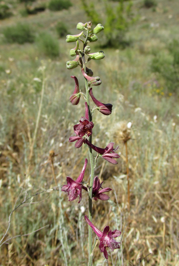 Изображение особи Delphinium puniceum.