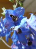 Delphinium × phoeniceum. Цветок. Марий Эл, г. Йошкар-Ола, ул. Успенская, в культуре. 03.07.2019.