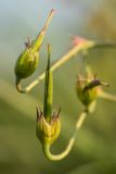 Geranium collinum. Незрелые плоды. Ростовская обл., Азовский р-н, окр. хут. Лагутник, пойменный луг. 15.09.2019.