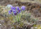 Pulsatilla patens. Куртина цветущих растений с прошлогодними сухими листьями. Ленинградская обл., Лужский р-н, окр. оз. Лебевое, молодой разреженный бруснично-зеленомошный сосняк после вырубки. 01.05.2021.