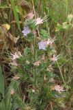 Echium biebersteinii. Верхняя часть растения. Крым, известняковые холмы в окр. ст. Сююрень. 30 июня 2010 г.