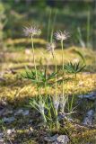 Pulsatilla pratensis. Плодоносящие растения. Ленинградская обл., Лужский р-н, окр. оз. Горнешенское, опушка соснового леса. 11.06.2023.