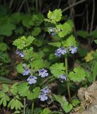 Glechoma hederacea. Цветущие растения. Ульяновская обл., г. Димитровград, промзона, железнодорожная насыпь на границе с широколиственно-осиновым лесом. 04.05.2023.