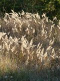 Calamagrostis glomerata