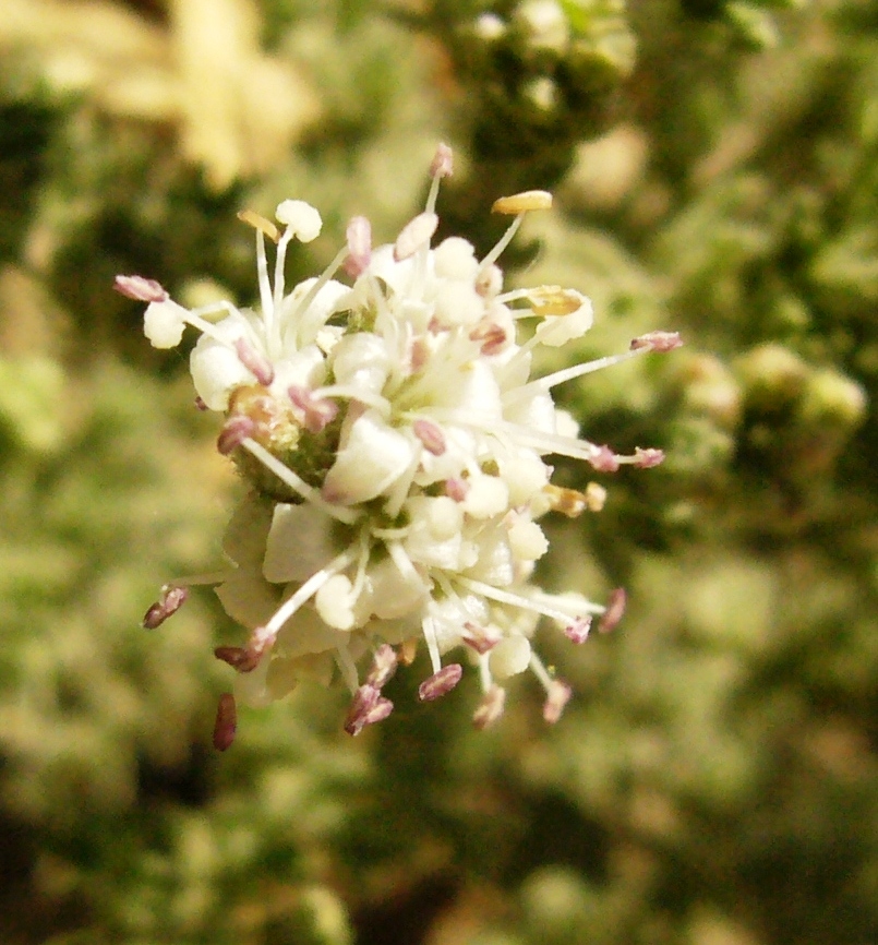 Image of Cressa cretica specimen.