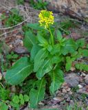 Sisymbrium brassiciforme. Цветущее растение. Казахстан, хр. Каратау, каньон реки Арыстанды. 01.05.2011.