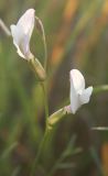 Astragalus pseudotataricus. Соцветие. Днепропетровская обл., Новомосковский р-н, окр. с. Андреевка, степь. 12.07.2011.