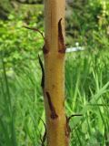 Orobanche elatior