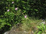 Scabiosa lucida подвид pseudobanatica. Цветущее растение на известняковой скале среди букового леса. Украина, Закарпатская обл., Раховский р-н, 700 м н.у.м. 26 августа 2008 г.