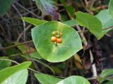 Lonicera &times; tellmanniana