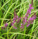 Lythrum salicaria