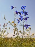 Delphinium grandiflorum. Верхняя часть цветущего растения. Хакасия. 17 июля 2011 г.