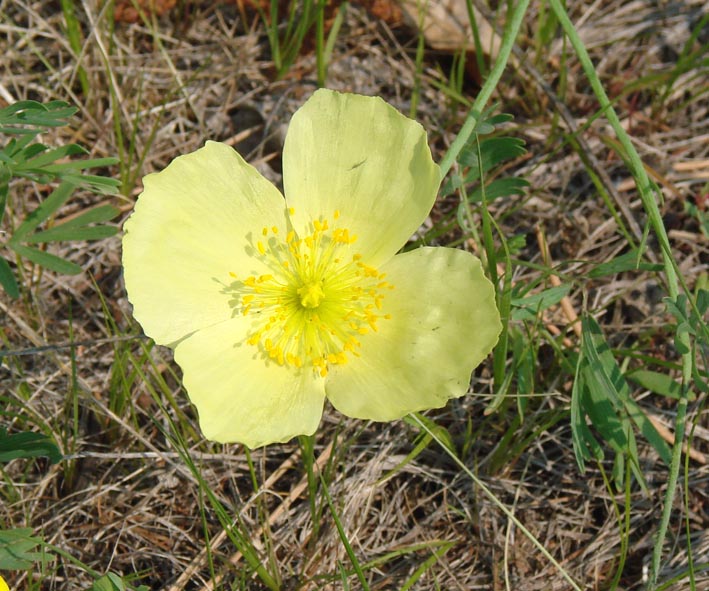 Изображение особи Papaver setosum.