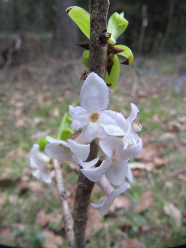 Image of Daphne mezereum specimen.