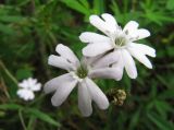 Lychnis sibirica