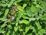 Salvia tomentosa