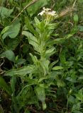 Argusia sibirica