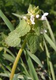 Lamium purpureum. Верхушка цветущего растения. Украина, г. Запорожье, пос. Солнечный, возле дорожки в дендропарке перед Институтом масличных культур. 17.04.2013.