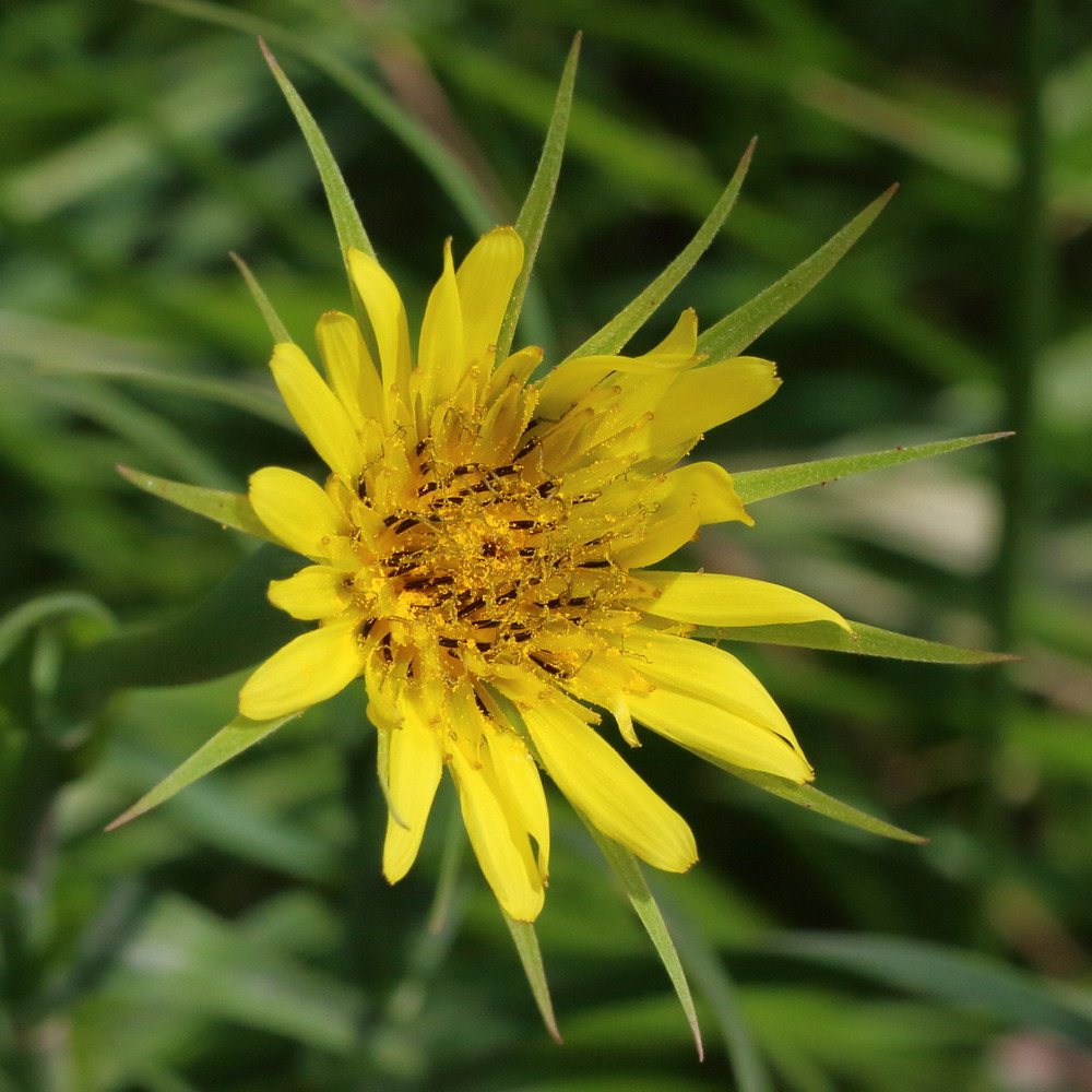 Изображение особи Tragopogon dubius ssp. major.