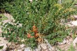 Astragalus aksaricus