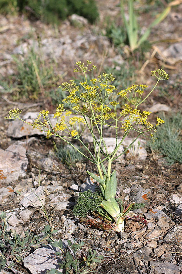 Изображение особи Ferula karataviensis.