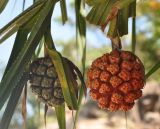 Pandanus tectorius. Соплодия и листья. Таиланд, остров Тао. 27.06.2013.