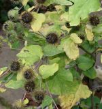 Arctium lappa