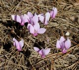 Cyclamen hederifolium. Цветущие растения. Германия, г. Essen, Grugapark. 29.09.2013.