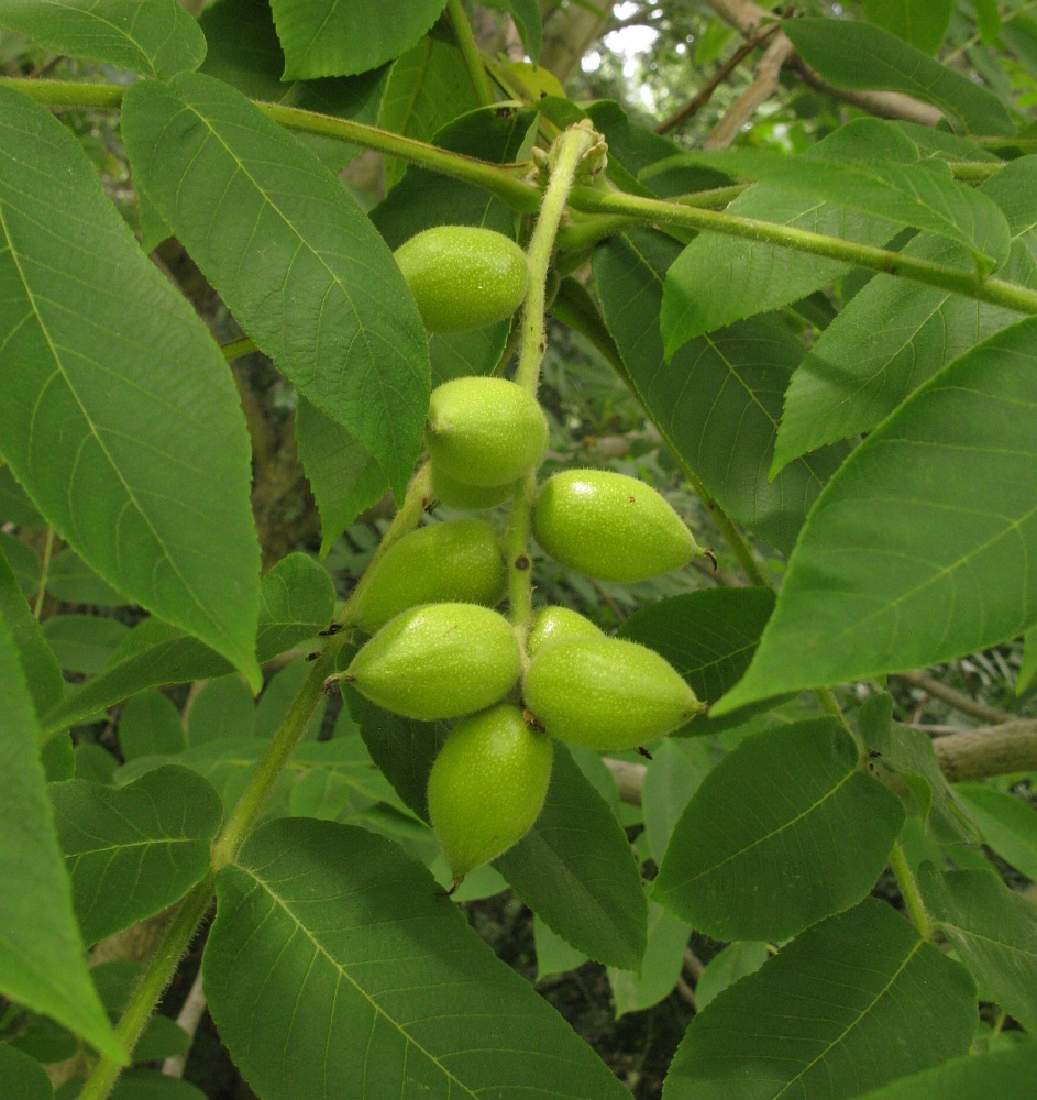 Изображение особи Juglans ailanthifolia var. cordiformis.