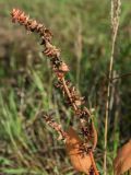 Atriplex glabriuscula. Верхушка плодоносящего растения с листьями в осенней окраске. Ленинградская обл., побережье в р-не пос. Большая Ижора, на берегу озерка между дюнами. 30.08.2015.