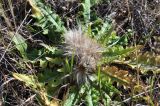 Cirsium esculentum. Плодоносящее растение. Республика Бурятия, г. Улан-Удэ, луг близ оз. Тулунжинское. 23.08.2014.