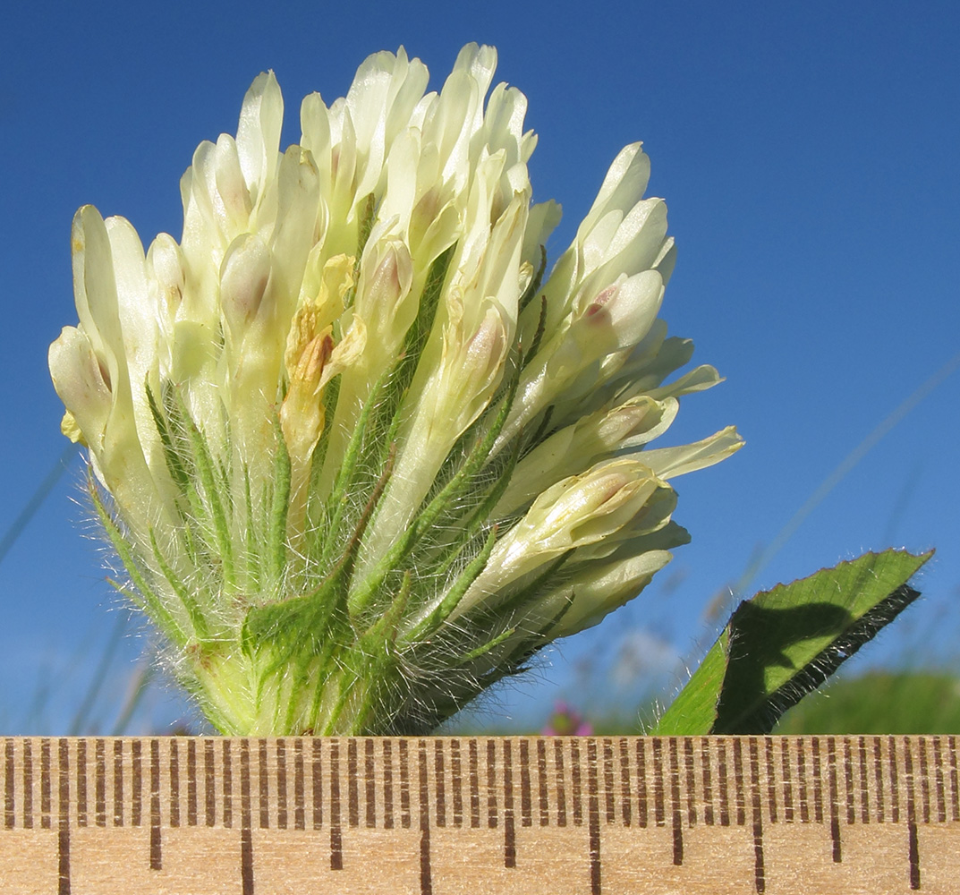 Изображение особи Trifolium trichocephalum.