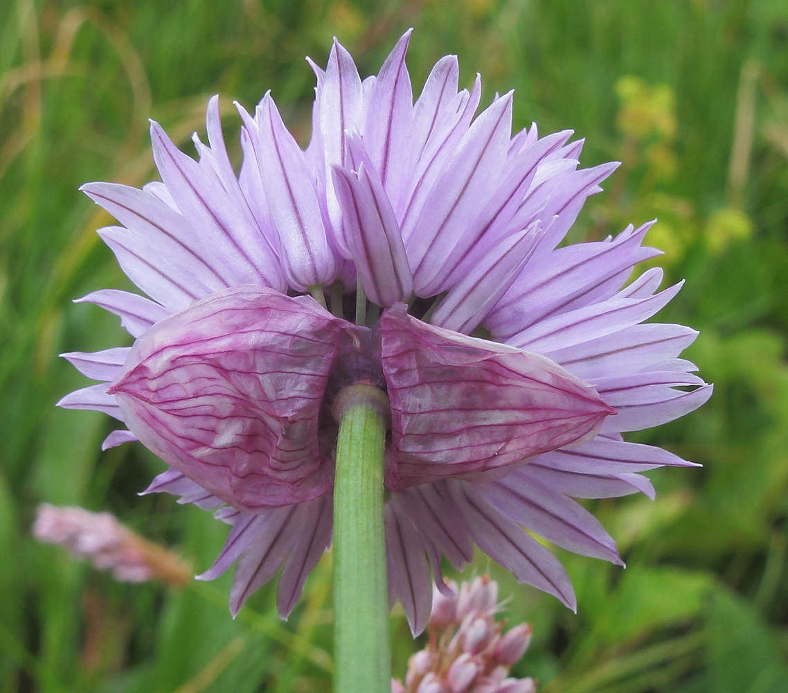 Изображение особи Allium schoenoprasum.