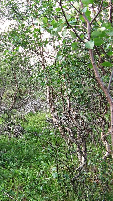 Image of Betula czerepanovii specimen.