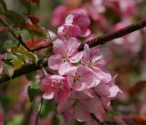 род Malus. Часть ветви с цветками. Московская обл., Раменский р-н, окр. дер. Хрипань, садовый участок. 19.05.2016.