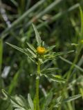 Bidens tripartita