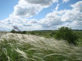 Stipa pulcherrima