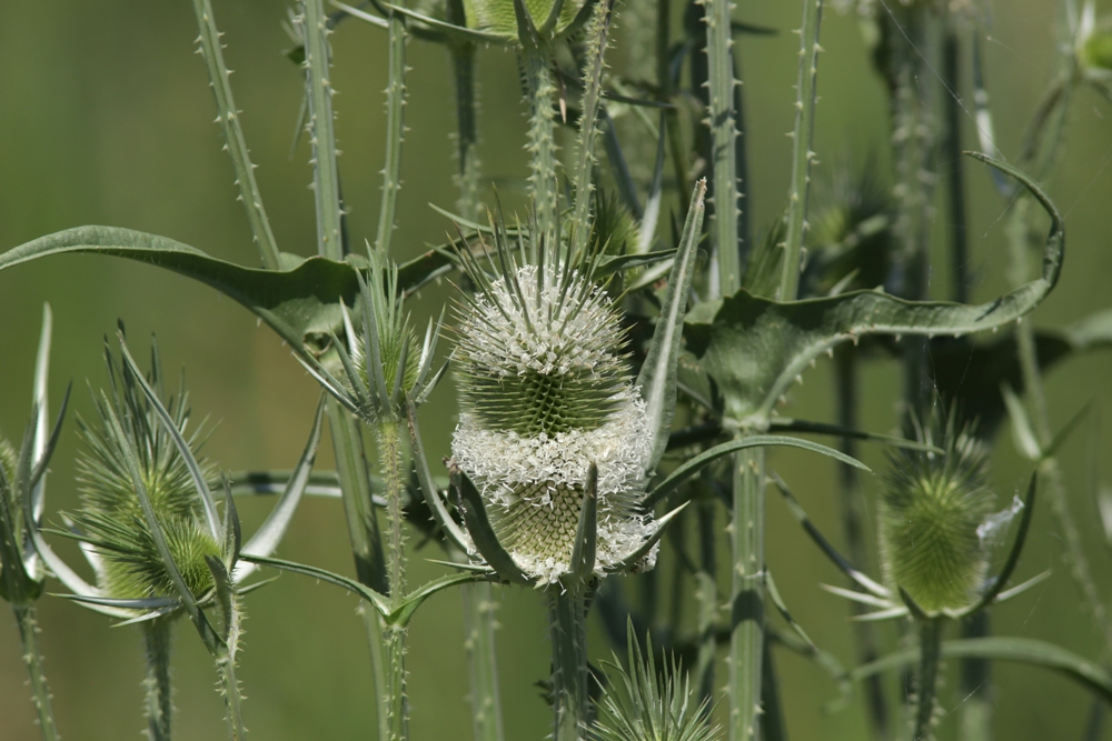 Изображение особи Dipsacus laciniatus.