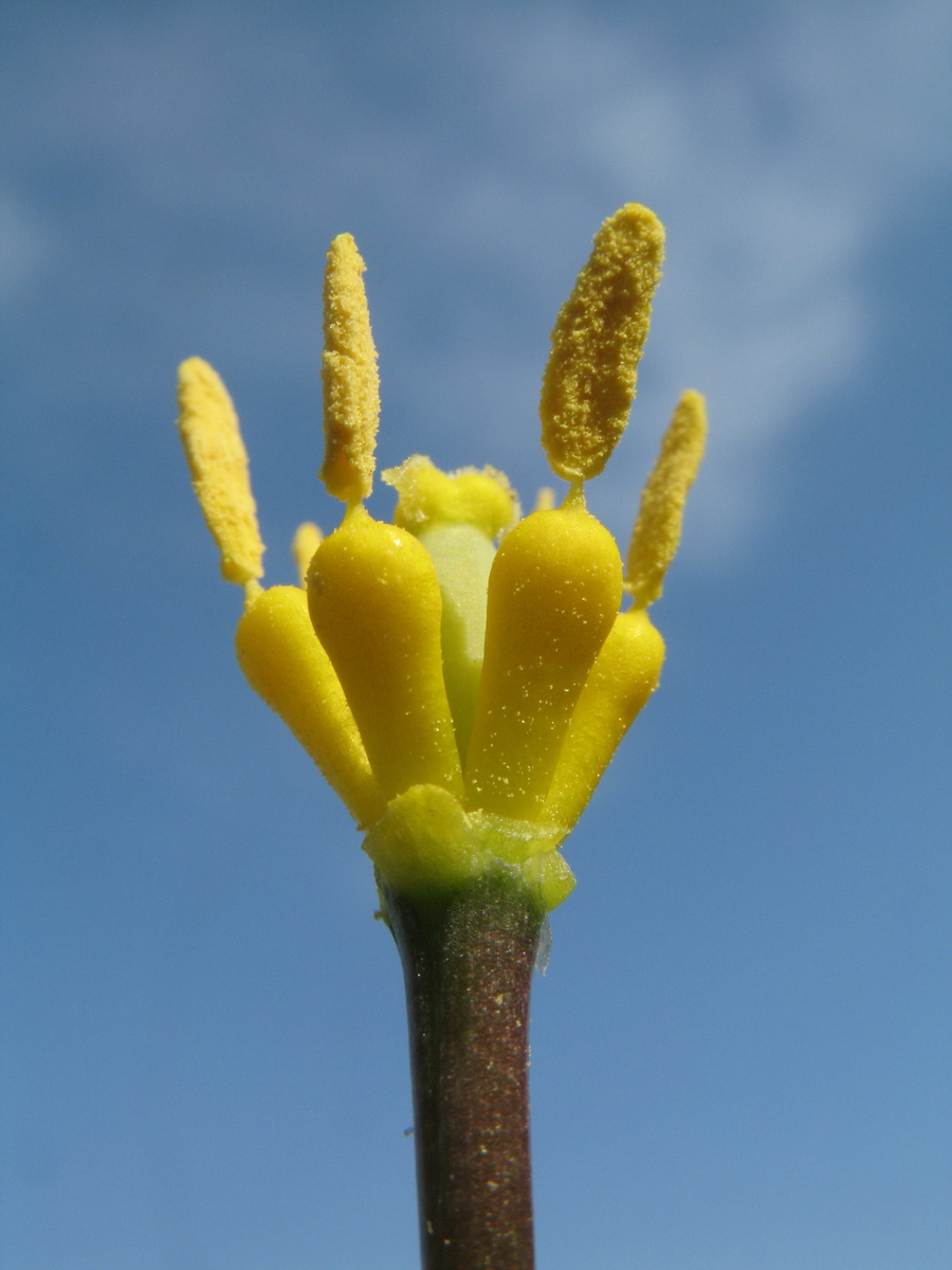Изображение особи Tulipa corynestemon.
