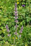 Stachys balansae