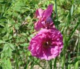 Rosa rugosa