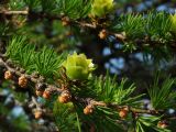 Larix cajanderi