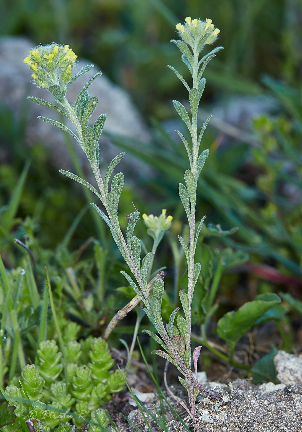 Изображение особи Alyssum alyssoides.