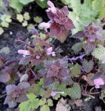 Lamium purpureum