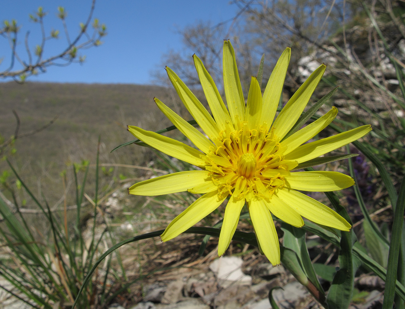 Изображение особи род Tragopogon.