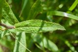 Inula hirta