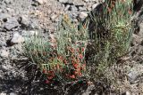 Ephedra intermedia